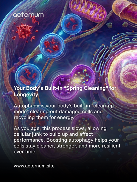 Autophagy: Your Body’s Built-In “Spring Cleaning” for Longevity