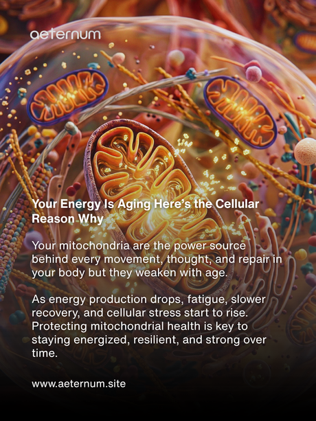 Mitochondrial Health: The Secret to Renewing Your Cellular Energy