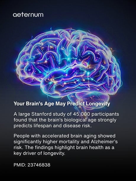The Stanford Brain Aging & Longevity Study: Why a “Young Brain” May Predict a Longer Life