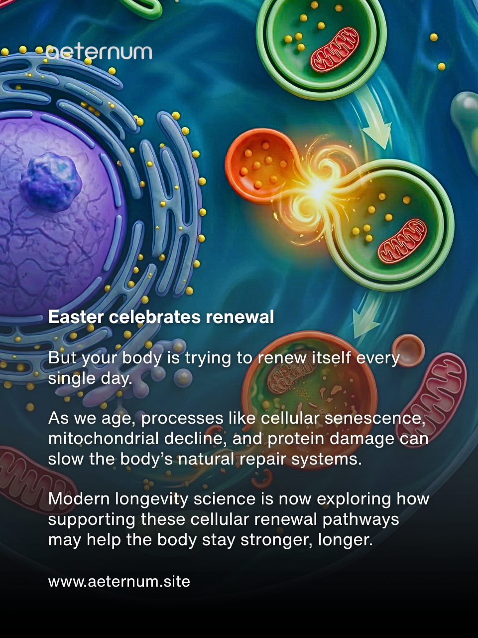 Easter, Renewal, and the Hidden Science of Cellular Rejuvenation