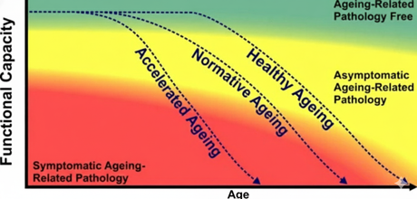 Senescence, Explained: Why Aging Isn’t Just “Getting Old”