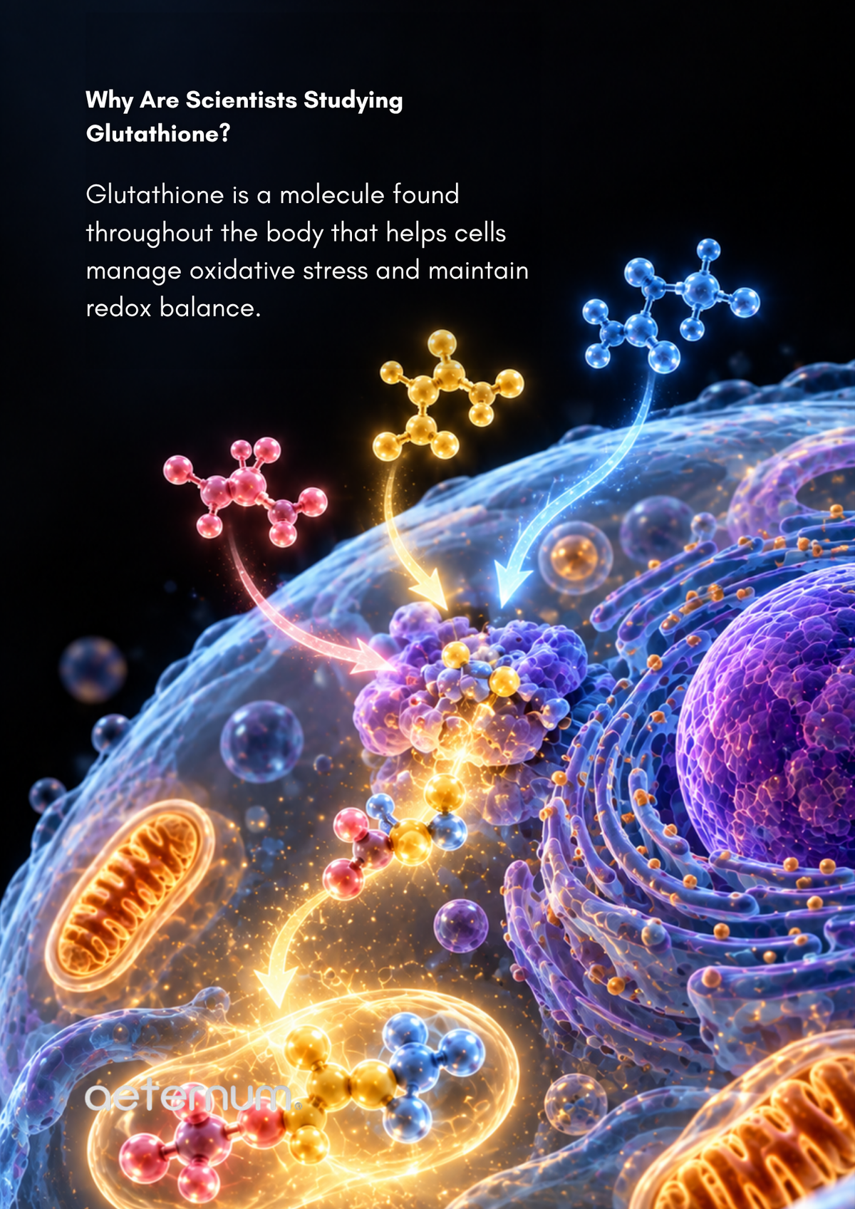 What Happens When Researchers Restore Glycine + NAC in Older Adults?