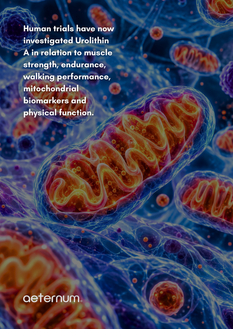 Urolithin A and Muscle Research: Mitochondria, Mitophagy and What Human Trials Measure