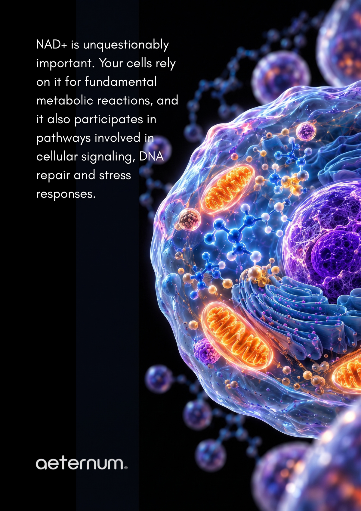 NAD+ and Aging: Why Researchers Study NMN