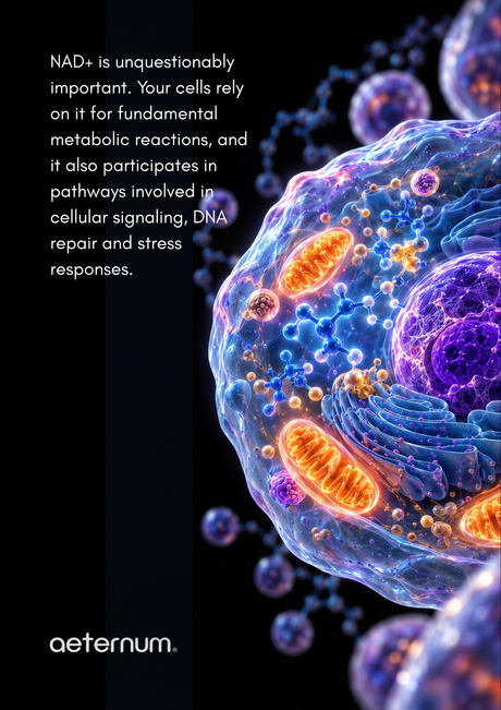 NAD+ and Aging: Why Researchers Study NMN