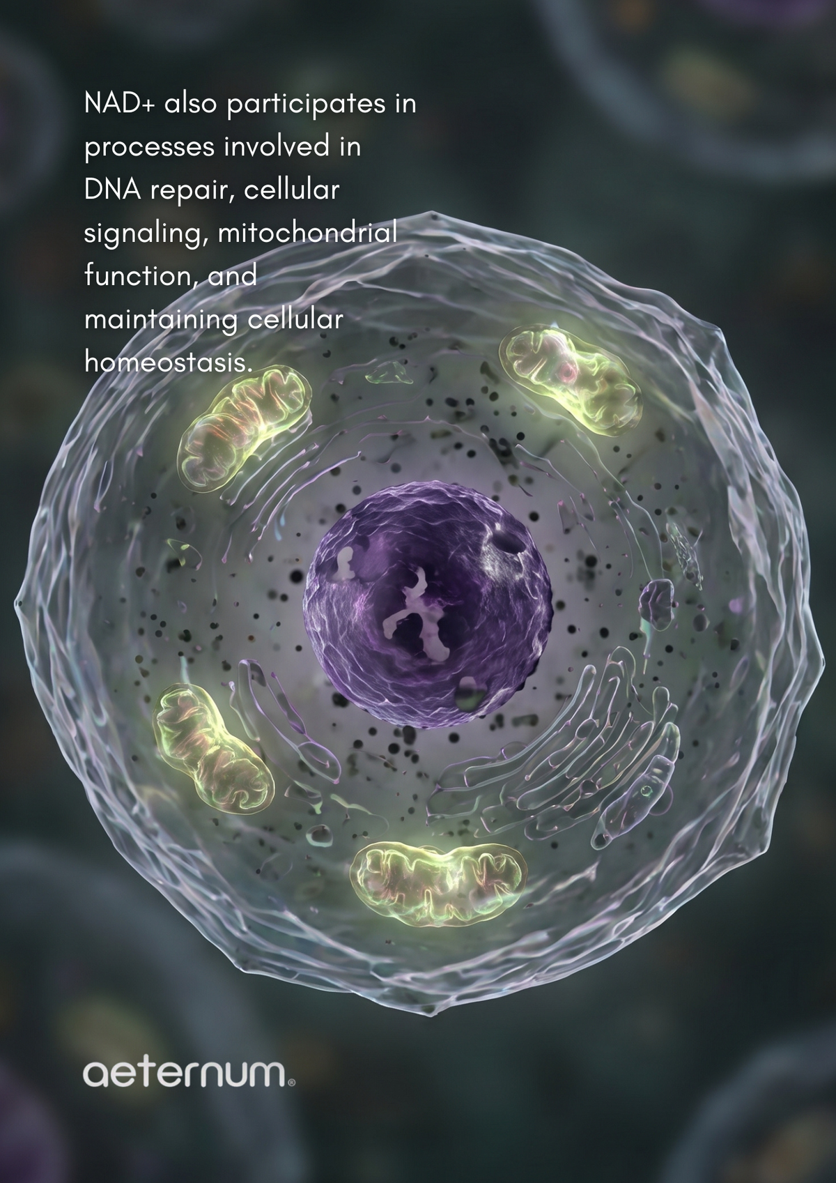 Why Your Cells Are Running Out of Fuel (And What NMN Has to Do With It)