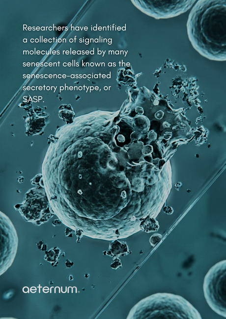 What Happens When Damaged Cells Stop Dividing?