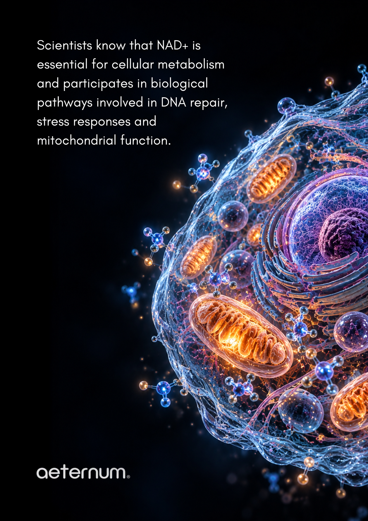 NMN and NAD+: What Does the Science Really Say About Cellular Aging?