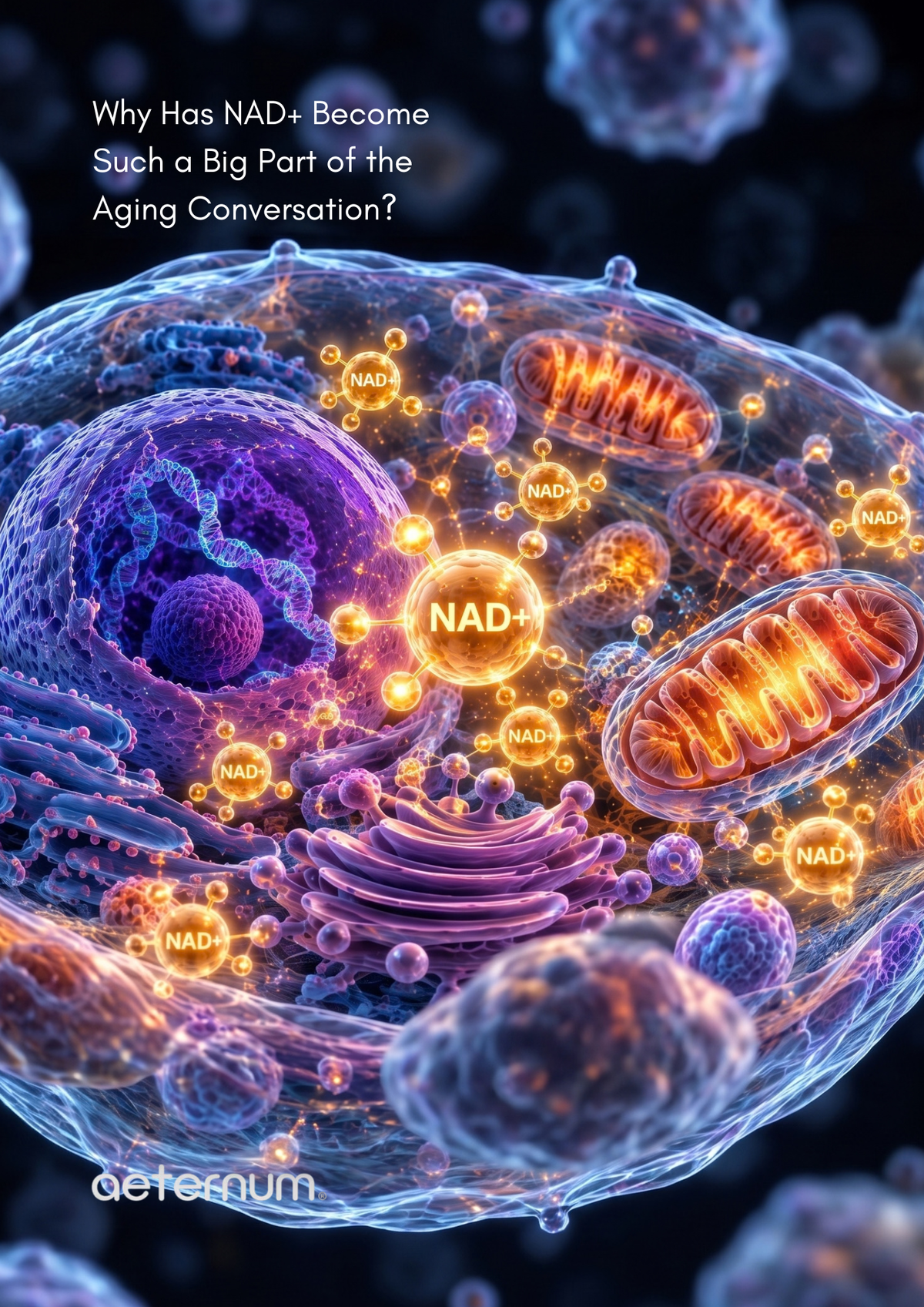 NAD+ and Aging: Why Researchers Study NMN
