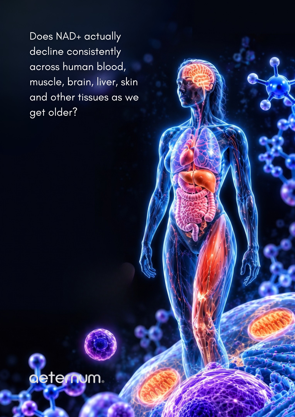 Does NAD+ Decline Everywhere With Age?