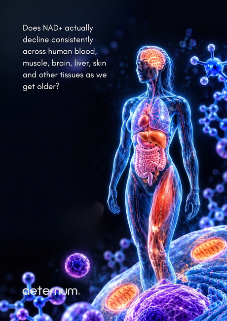 Does NAD+ Decline Everywhere With Age?