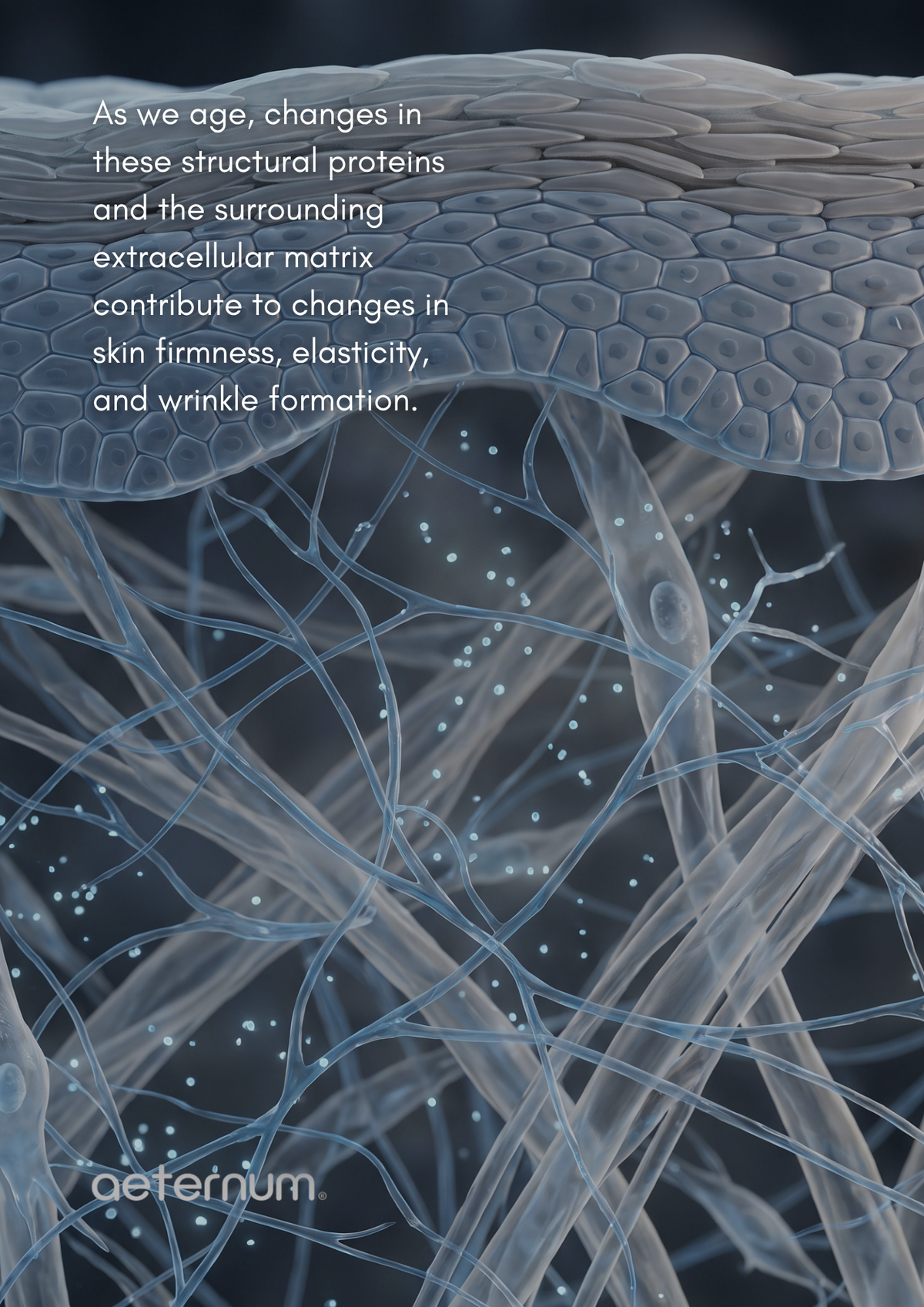 Why Skin Loses Its Bounce And How Marine Elastin Helps From the Inside